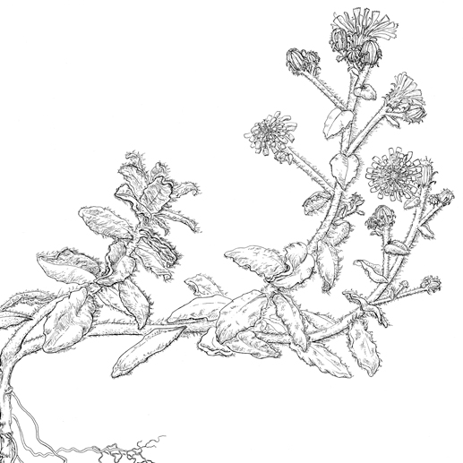 Hieracium eriophorum